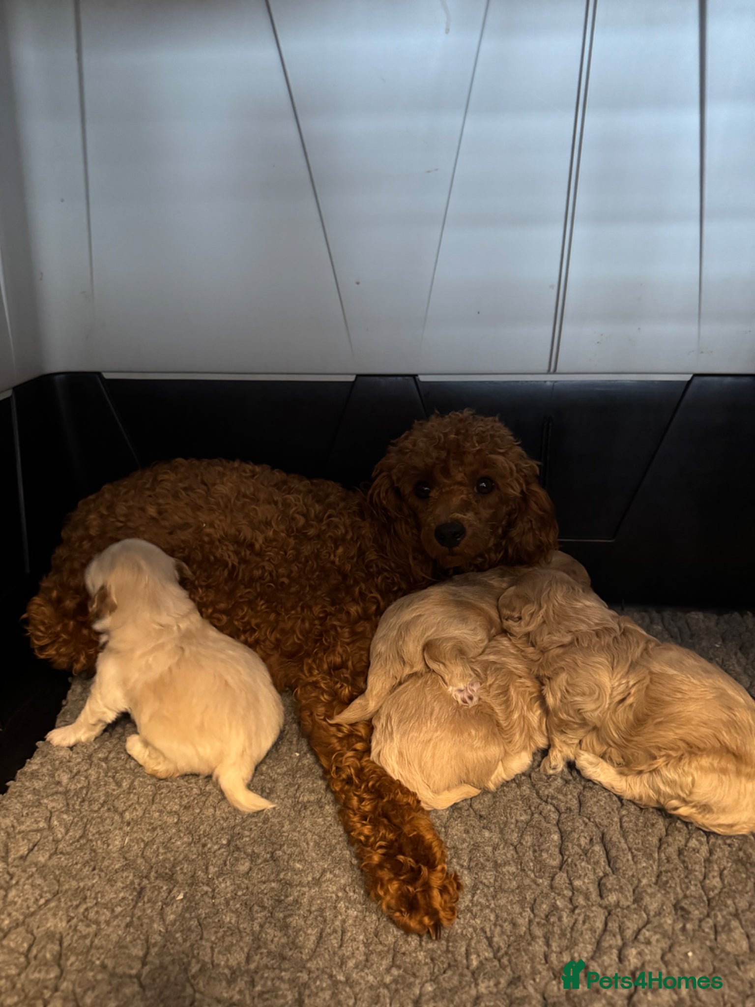 Maltipoo dogs Teddy Bear Maltipoo puppies  - Advert 13