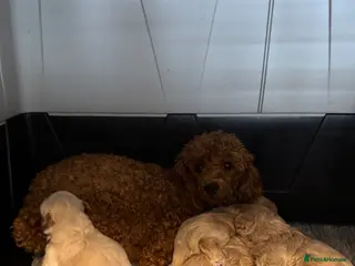 Maltipoo dogs Teddy Bear Maltipoo puppies - Advert 13