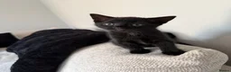 Domestic Shorthair cats for sale: Beautiful kittens in Canvey Island - Advert 6