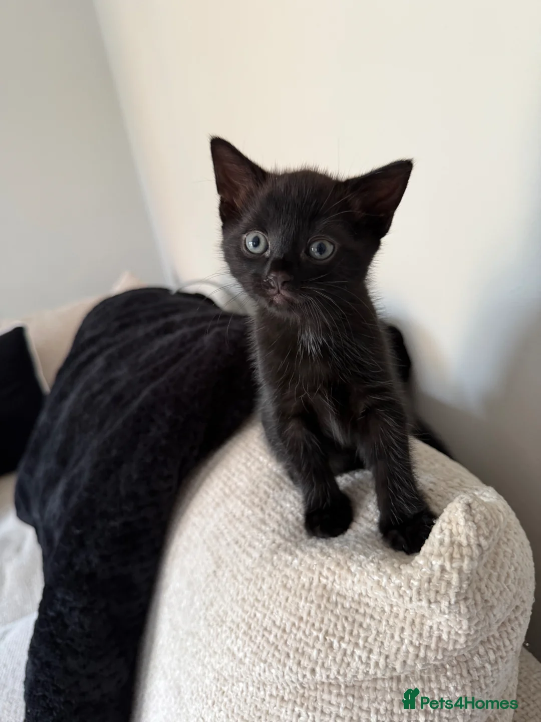 Domestic Shorthair cats for sale: Beautiful kittens in Canvey Island - Advert 6