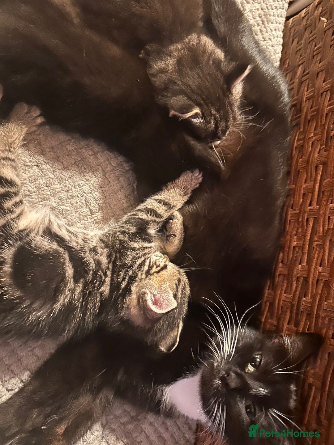 Mixed Breed cats for sale: Kittens for Sale  - Advert 12