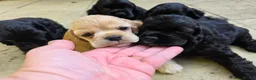 American Cocker Spaniel dogs for sale: American cocker spaniels puppies - Advert 8