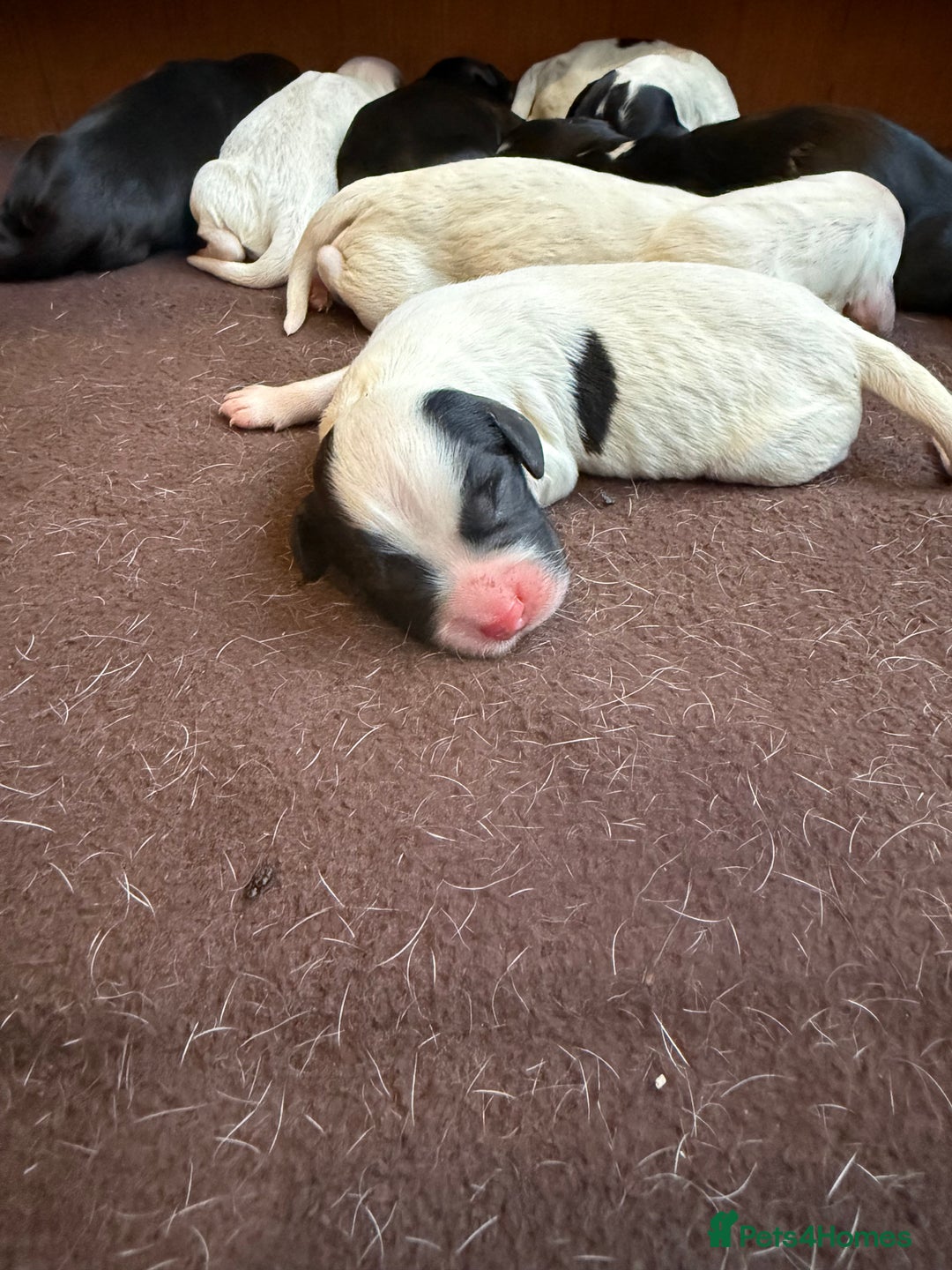 Sprocker dogs for sale: Sprocker puppies for sale 🐶  - Advert 7