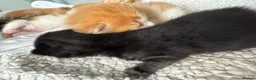 Mixed Breed cats for sale: Mother is a tortoiseshell - first litter  - Advert 7