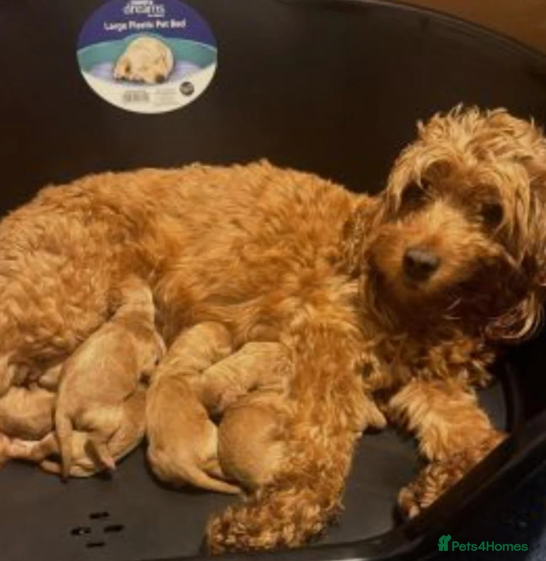 Cavapoo dogs for sale: Fully health checked f1b cavapoo puppies - Advert 5