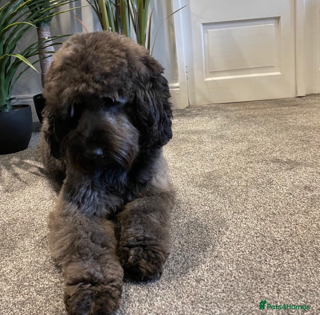 Cockapoo dogs for sale: Cockapoo puppies ready now full vacs/health tested - Advert 9