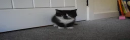 Mixed Breed cats for sale: 5 Beautiful Kittens Looking for Forever Homes - Advert 5