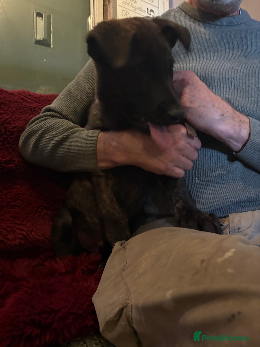 Mixed Breed dogs for sale: Dutch herder x German Shepherd pups - Image 13