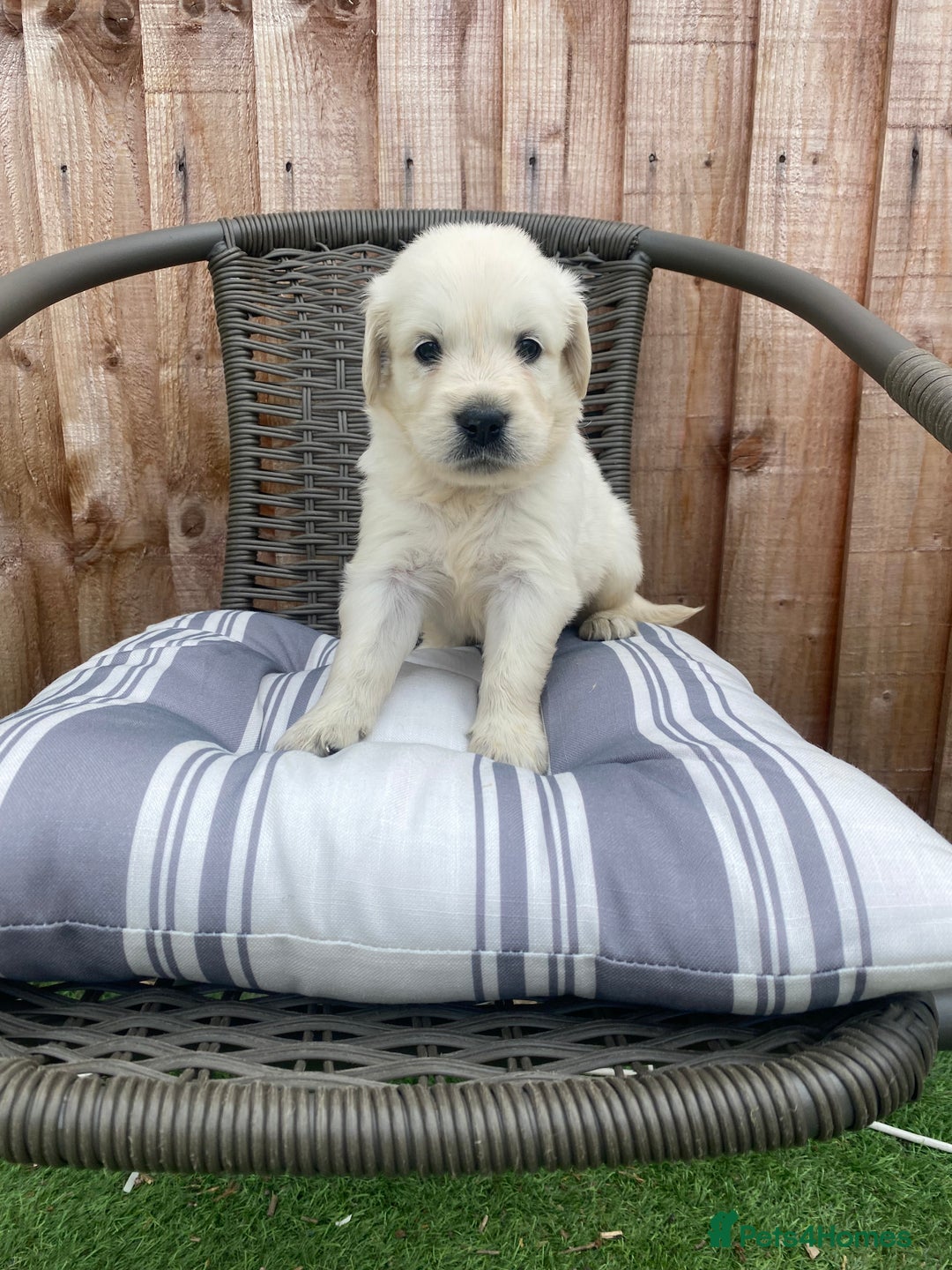 Golden Retriever dogs for sale: KC REGISTERED ®️ GOLDEN RETRIEVER PUPPIES 🐶 ❤️ - Image 25