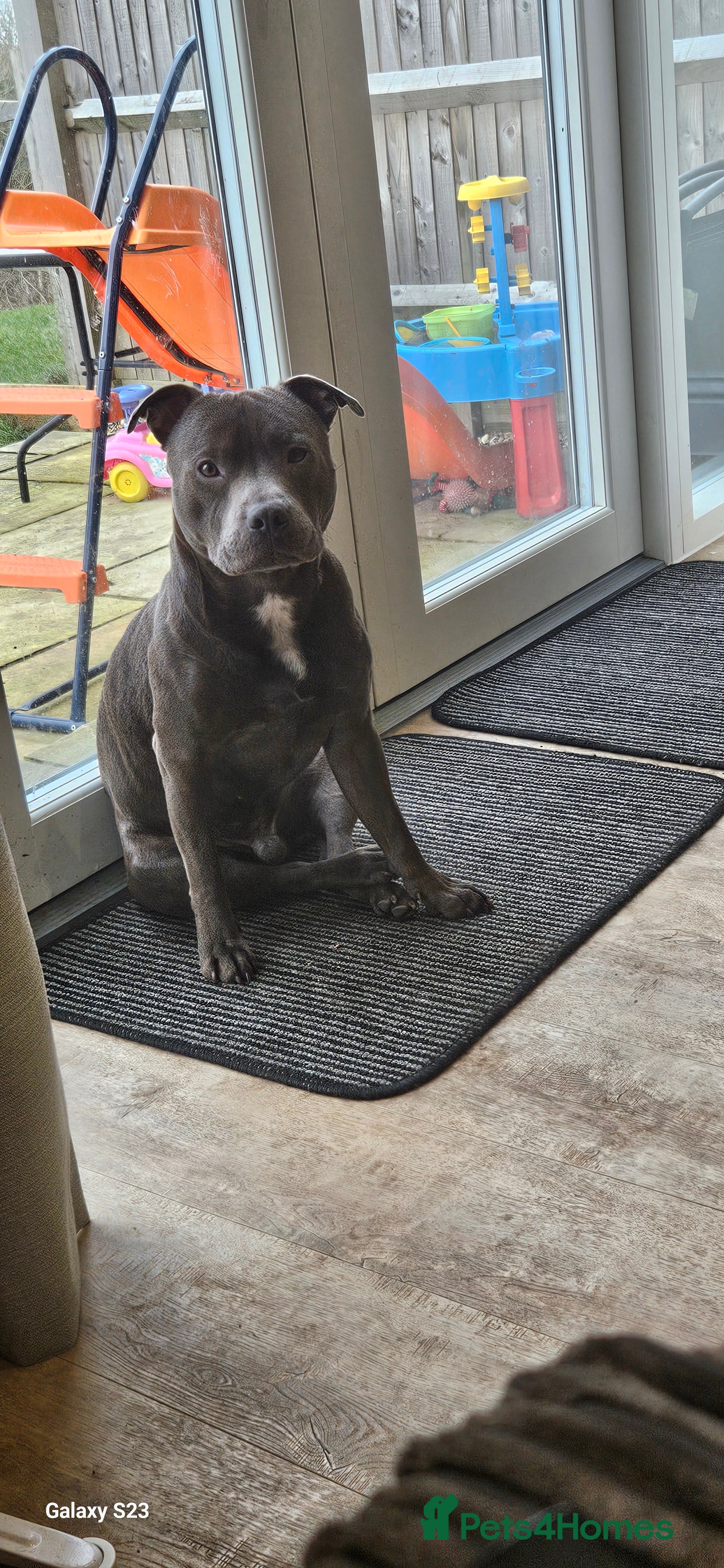 Staffordshire Bull Terrier dogs Blue staffie for sale  - Advert 7