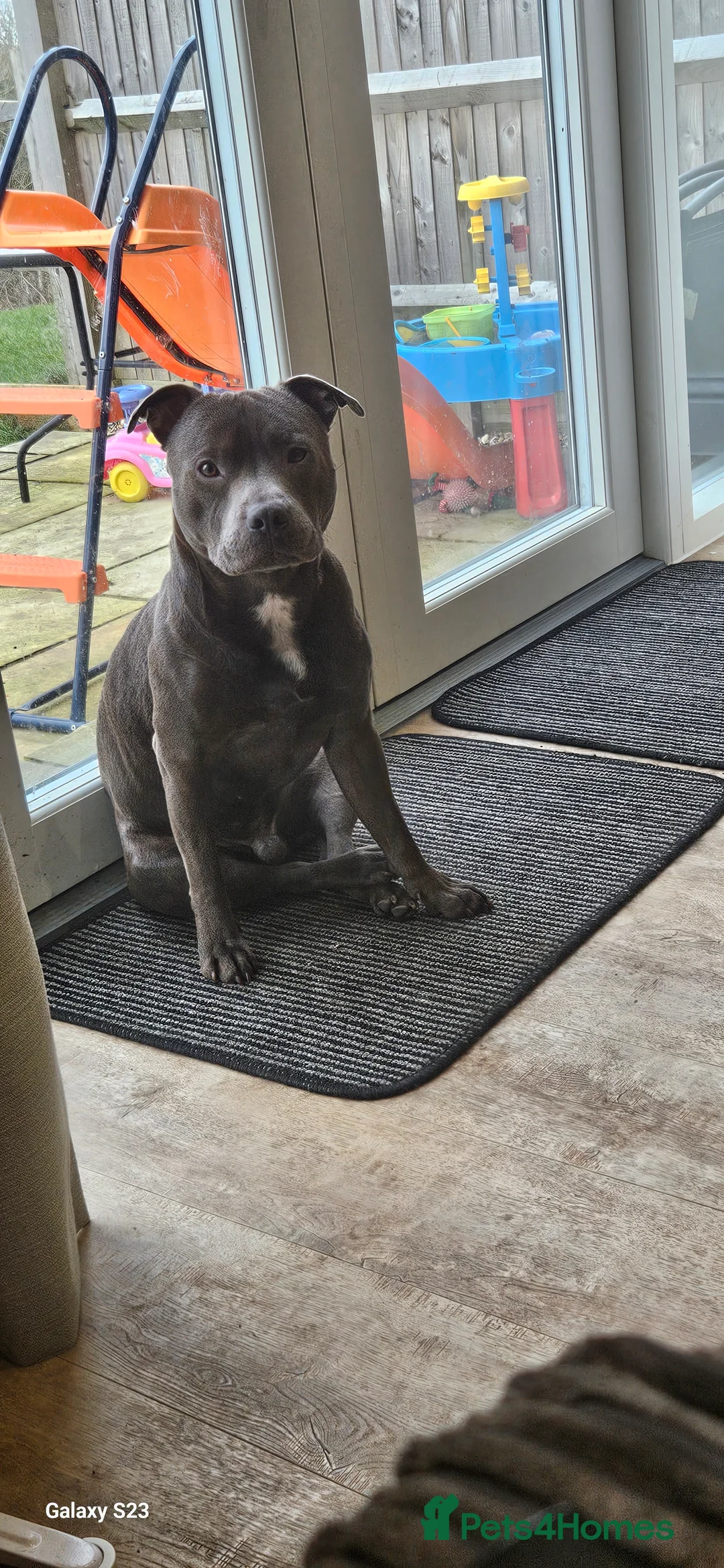 Staffordshire Bull Terrier dogs for sale: Blue staffie for sale  - Advert 1