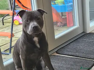 Staffordshire Bull Terrier dogs Blue staffie for sale - Advert 1