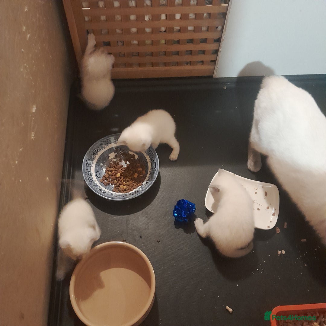 British Shorthair cats for sale: British Shorthair Kittens - Lilac Point - Image 6