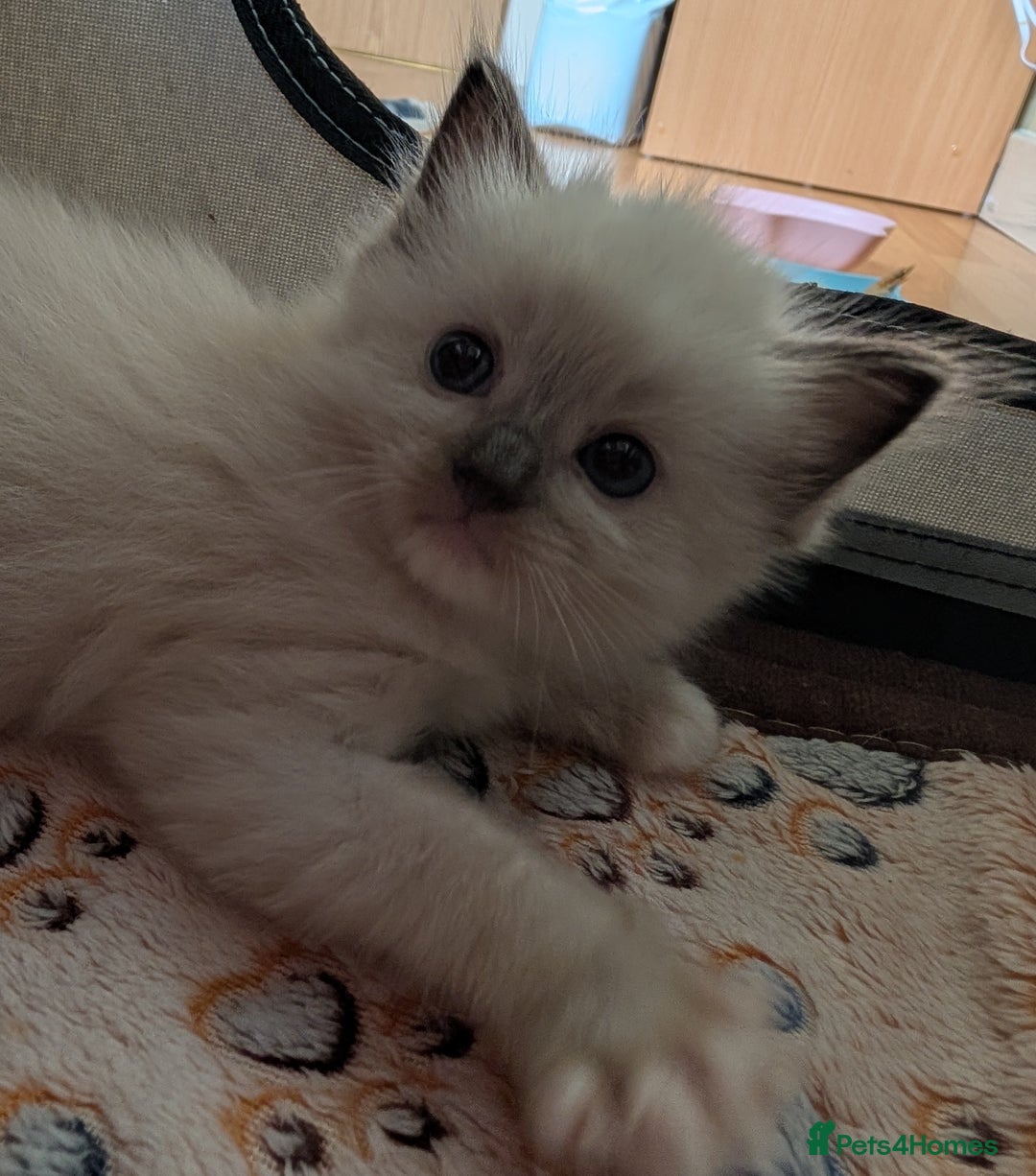 Ragdoll cats for sale: Gorgeous GCCF registered kittens - Image 9