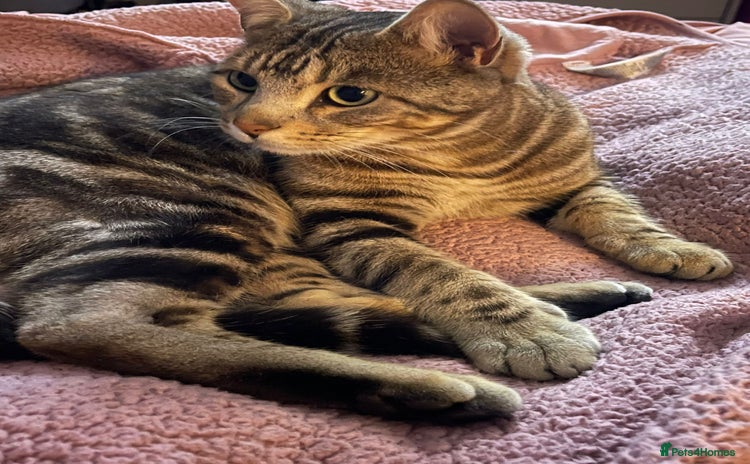 Bengal cats - Advert 9
