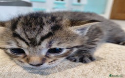 Maine Coon cats for sale: Kittens for sale half main coon - Image 9