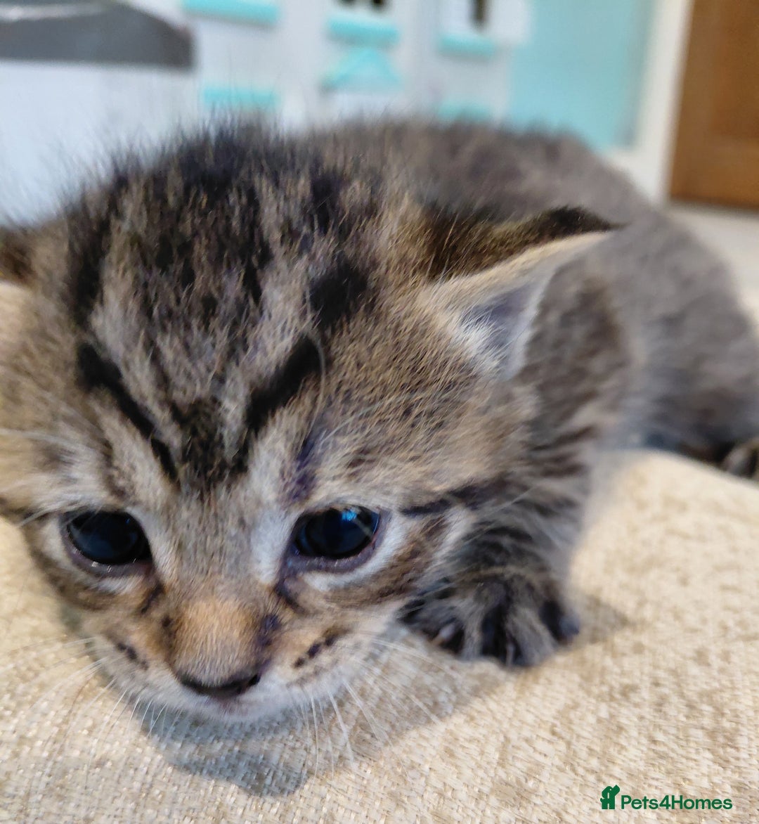 Maine Coon cats for sale: Kittens for sale half main coon - Image 9