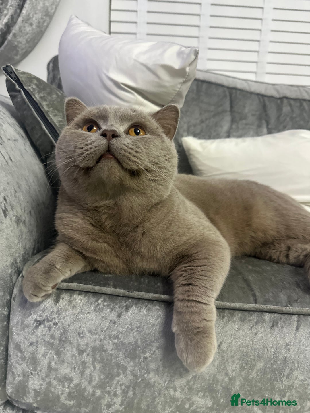 British Shorthair cats for sale: British Lilac Chunky Short Hair Cat for Sale 🐾 - Image 2
