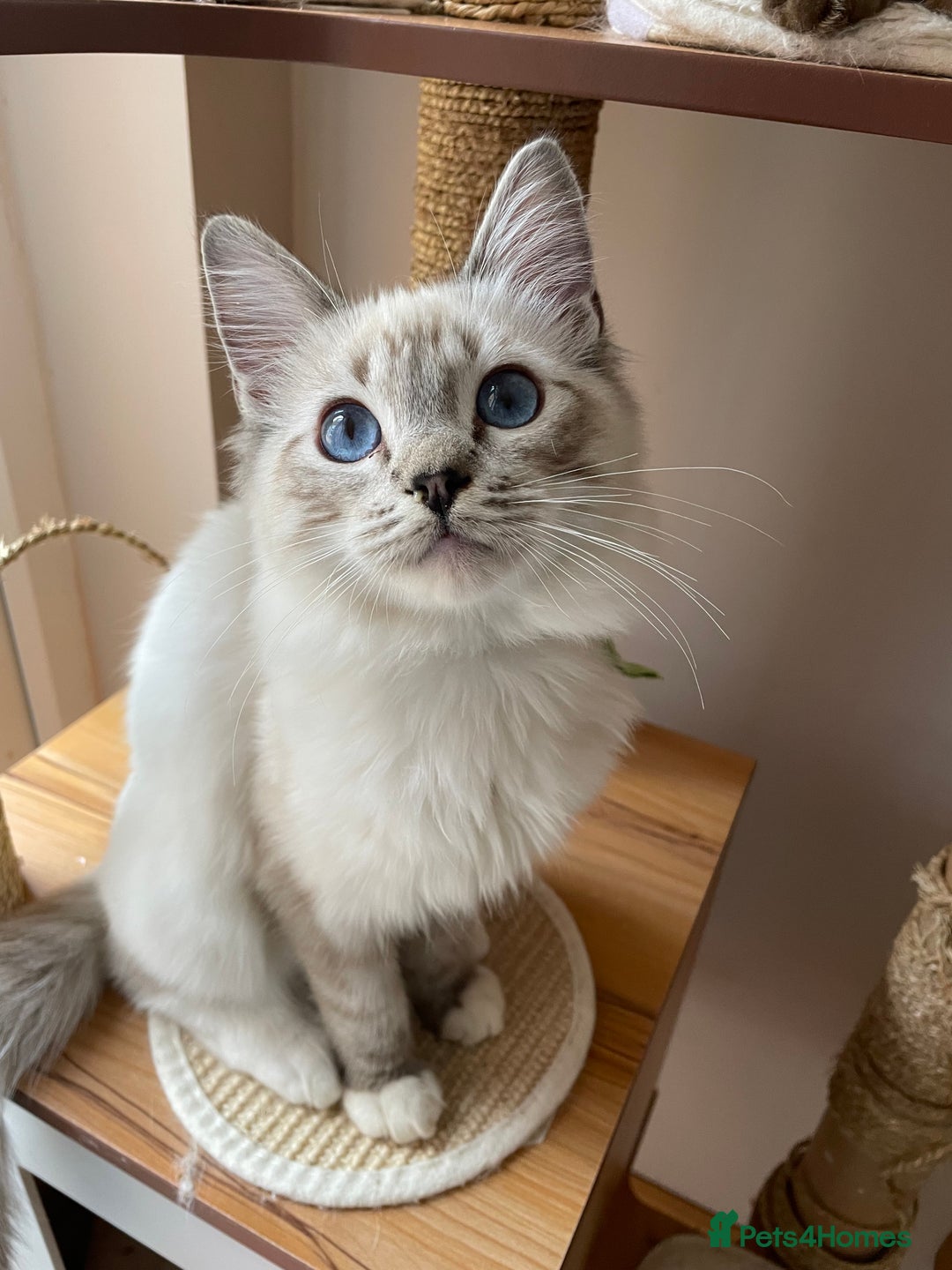 Ragdoll cats for sale: Ragdoll kittens from Moonliteyecats  - Image 10