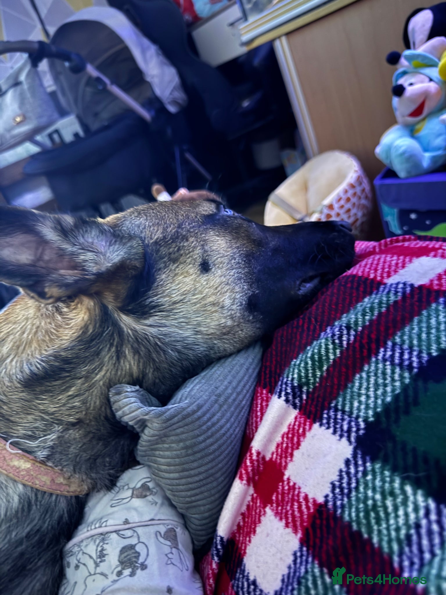 Belgian Shepherd Dog dogs for sale: Female Belgium malinois - Advert 2