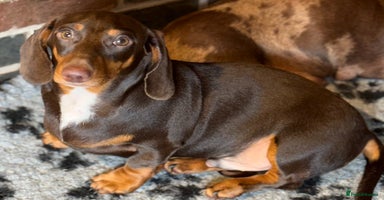 Miniature Dachshund dogs - Advert 10