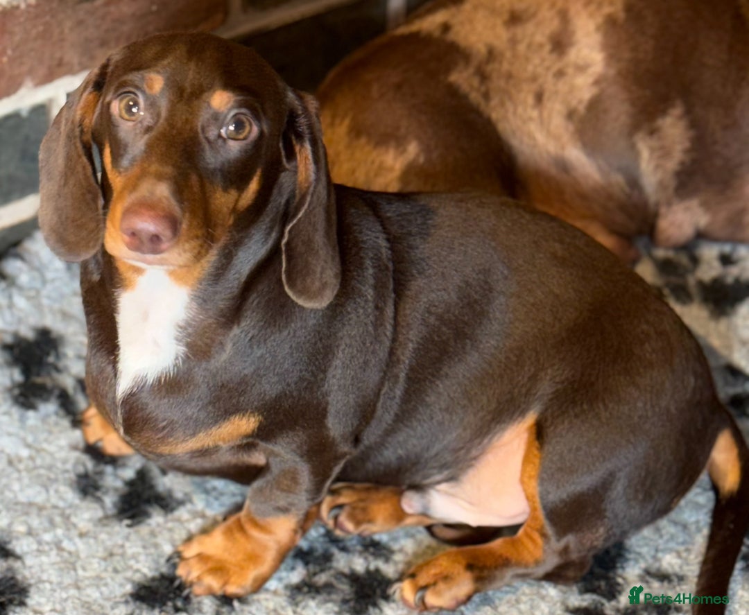 Miniature Dachshund dogs for sale: 💙💙 Adorable Kc miniature dachshund boy 💙 - Image 4