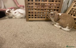 French Lop rabbits for sale: 4 x mixed breed lop bunnies 2 x albino REW 2 x not - Image 3