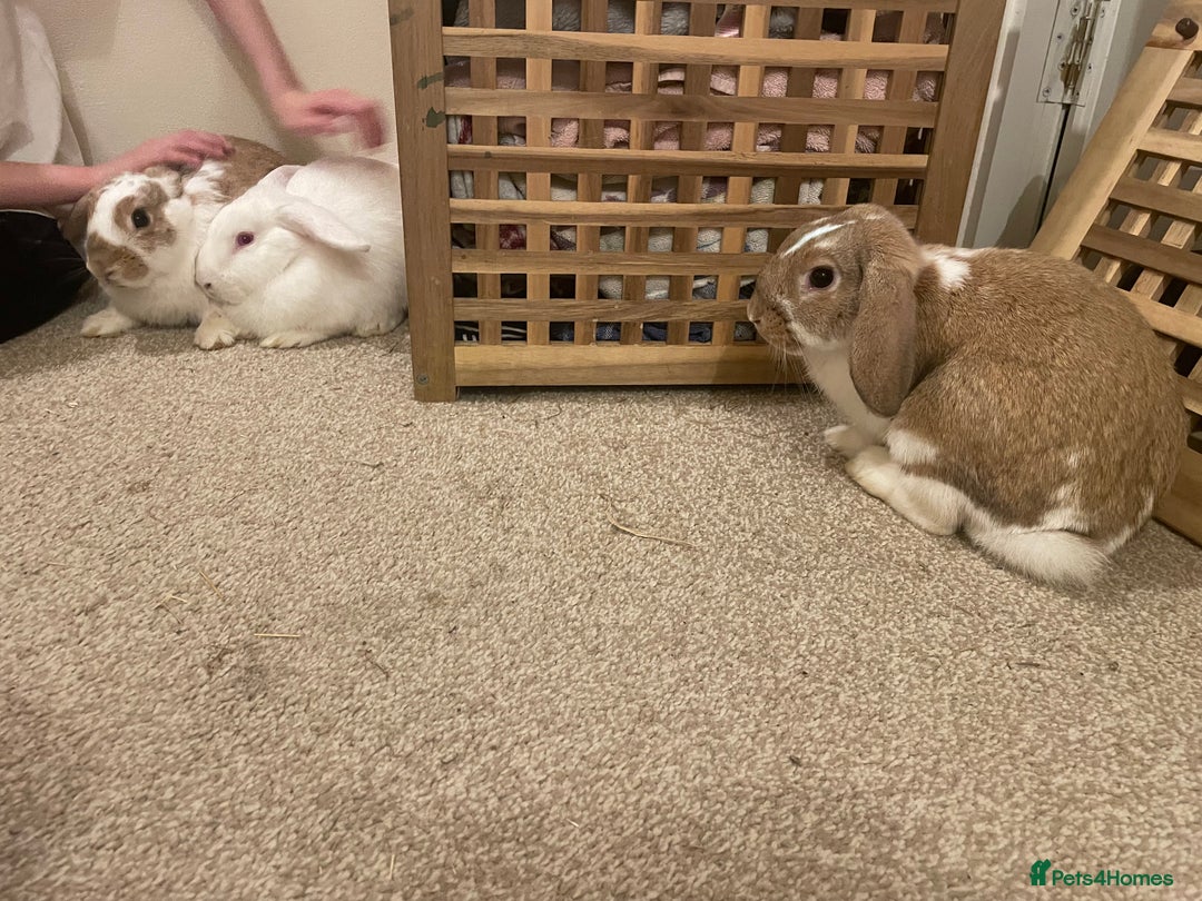 French Lop rabbits for sale: 4 x mixed breed lop bunnies 2 x albino REW 2 x not - Image 3