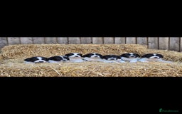 English Springer Spaniel dogs for sale: 2 male english springer pups - Image 12