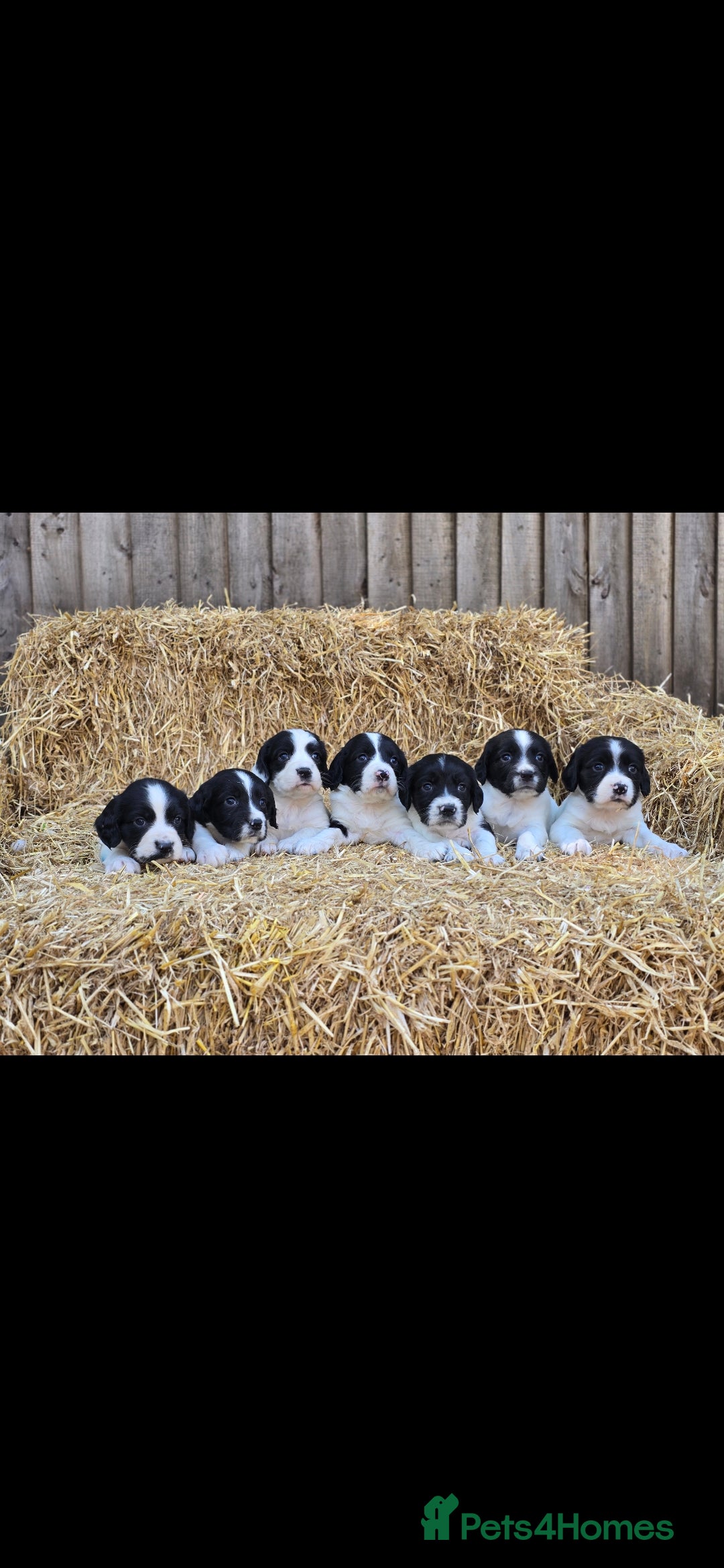 English Springer Spaniel dogs for sale: 2 male english springer pups - Image 12