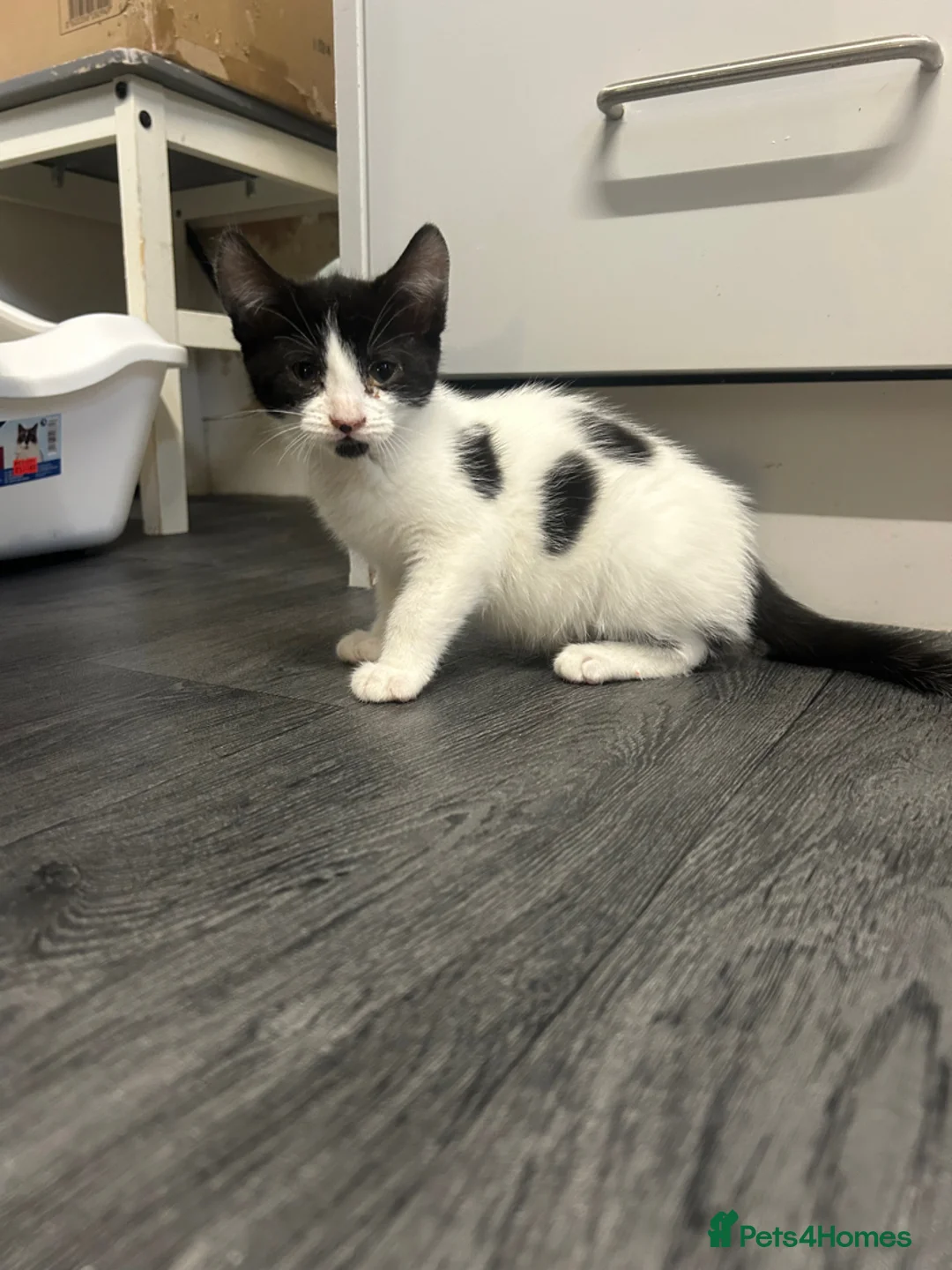 Mixed Breed cats for sale:  8 weeks old not 6 Black and white kittens  - Advert 4