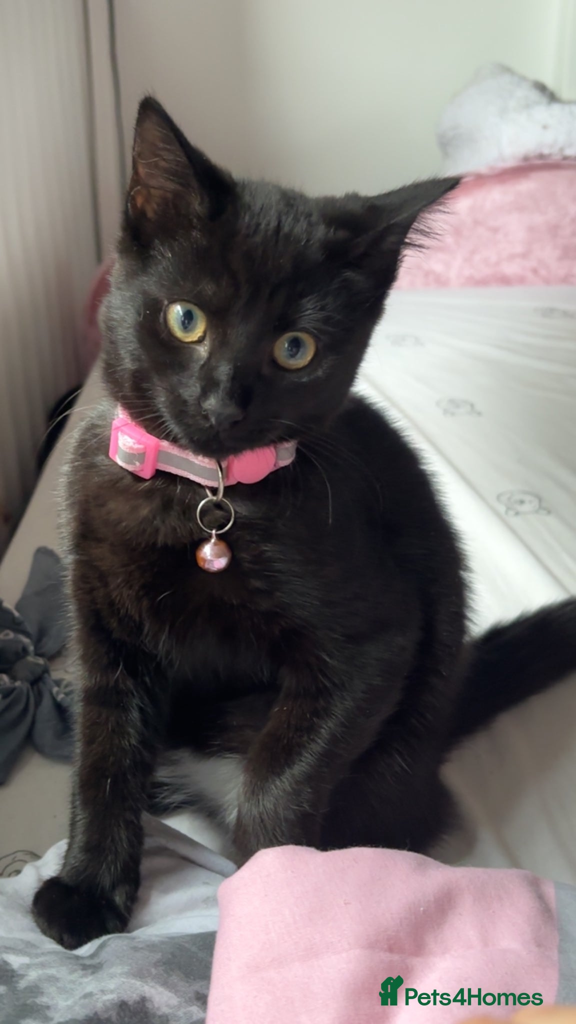 Mixed Breed cats 3 beautiful kittens  - Advert 4