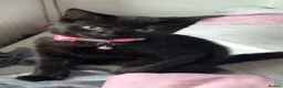 Mixed Breed cats for sale: 3 beautiful kittens  in Glasgow - Advert 1