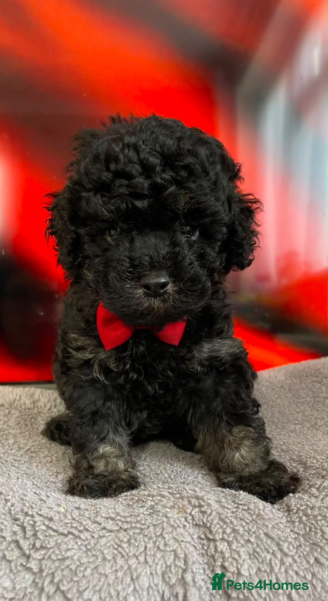 Cavapoo dogs 1 Outstanding tiny Cavapoo puppy boy - Advert 7