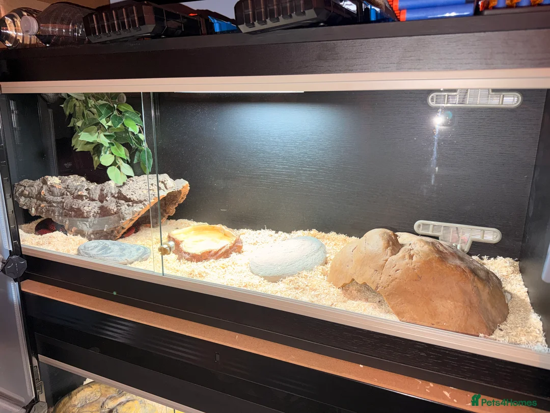 Milk Snake reptiles for sale: Honduran Milk Snake  - Advert 1