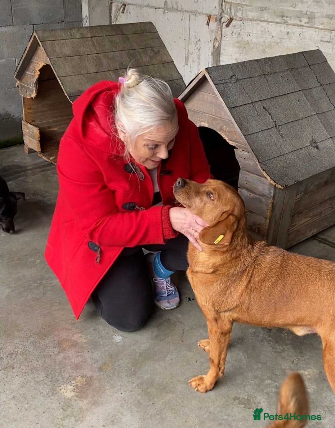 Mixed Breed dogs for adoption: Beanie Boy, 3-4 yrs old. Available for adoption. - Advert 7