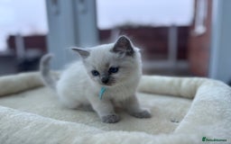 Ragdoll cats for sale: **Gorgeous Ragdolls**  - Advert 2