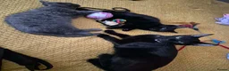 Mixed Breed cats for sale: 2 female kittens looking for loving home - Advert 3