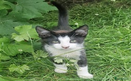 Domestic Shorthair cats for sale: 3 Playful Kittens 🐾 - Image 3