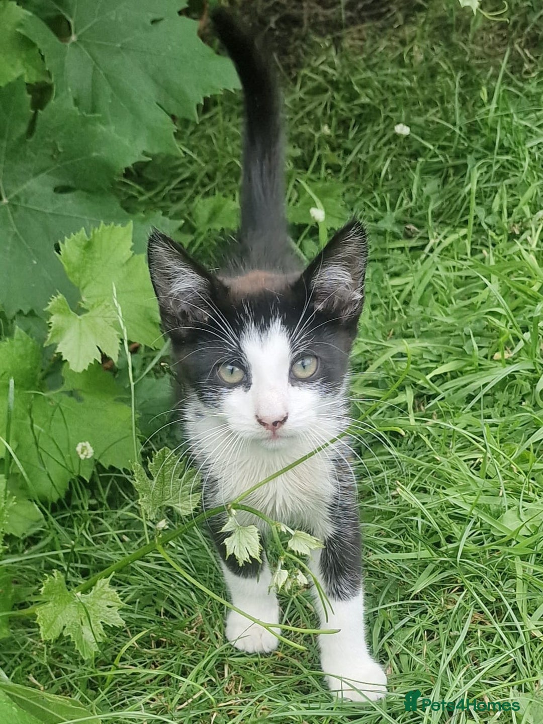 Domestic Shorthair cats for sale: 3 Playful Kittens 🐾 - Image 3