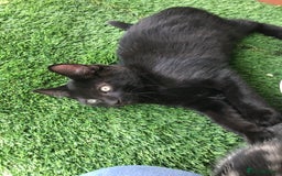 Mixed Breed cats for sale: 2 boys Available today 30/8/25 - Image 4