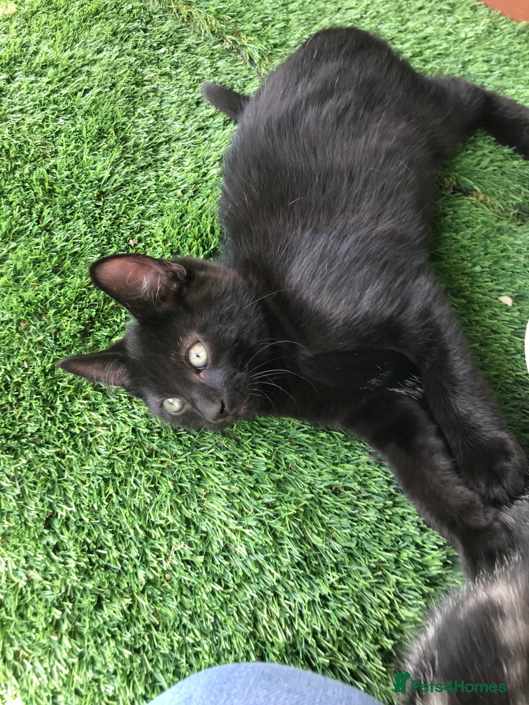 Mixed Breed cats for sale: 2 boys Available today 30/8/25 - Image 4