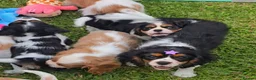 Cavalier King Charles Spaniel dogs for sale: Cavalier King Charles Spaniel Puppies Available - Advert 11