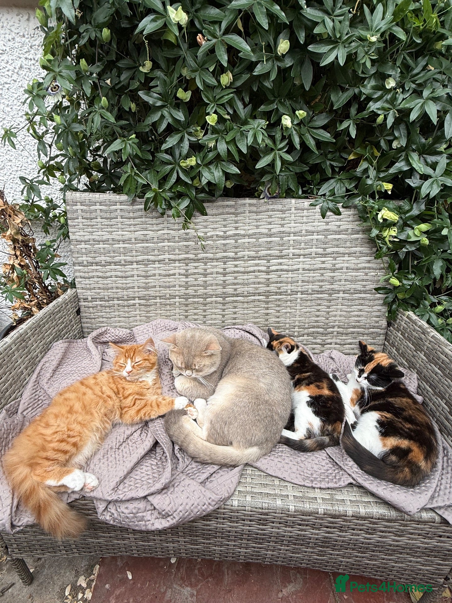 Mixed Breed cats Adorable kittens looking for their forever homes! - Advert 2