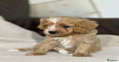 Cavapoo dogs - Advert 6