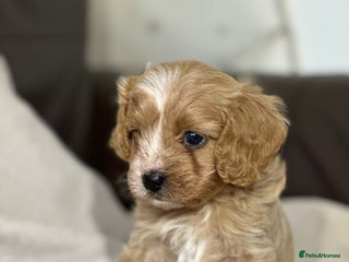 Cavapoo dogs - Advert 6