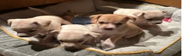 Chihuahua dogs for sale: Two beautiful boy chihuahua puppies ready to go  - Advert 7