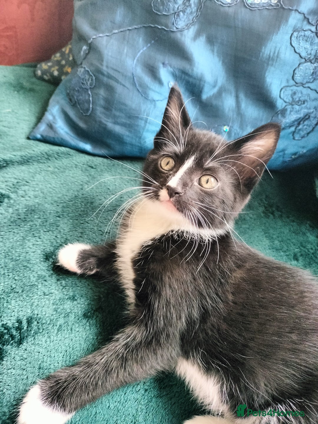 British Shorthair cats for sale: Two cute and cuddly little girl kittens - Image 10