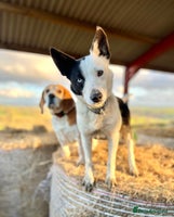 Border Collie dogs - Advert 3