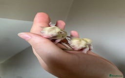 Sugar Glider rodents for sale: Joeys available for reserve  - Image 6